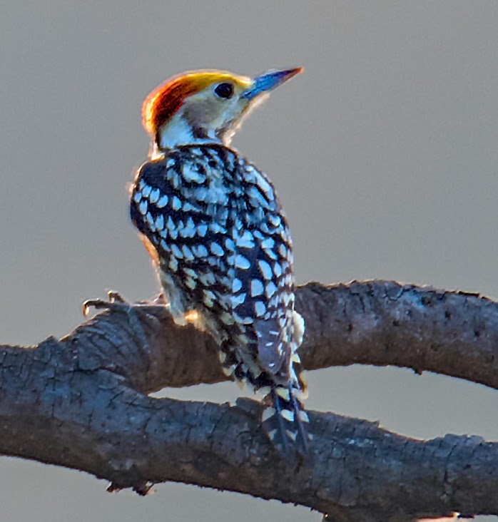 Yellow-crowned Woodpecker